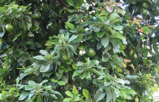 吃牛油果有什么好處?牛油果怎么吃才有營養價值