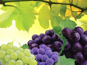 葡萄怎么洗才好？洗葡萄要一粒一粒洗嗎？