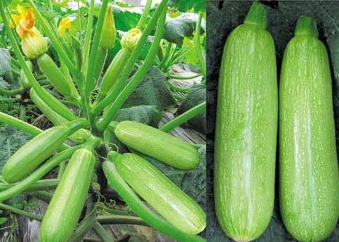 �����J��ô���óԣ���ô�������J������