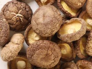 如何泡發干香菇和干黑木耳？泡香菇加糖，發木耳加鹽