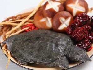 如何挑選甲魚?甲魚的挑選方法