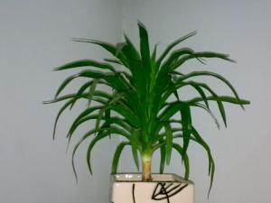 哪些植物吸甲醛？哪些東西吸甲醛？