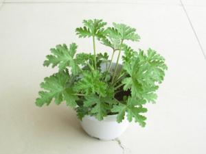 驅蚊草是什么?驅蚊草怎么養?