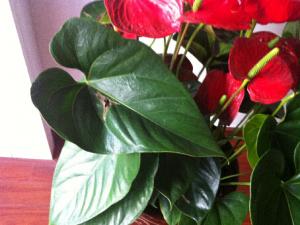 紅掌葉子發黃是什么原因？紅掌的養殖方法