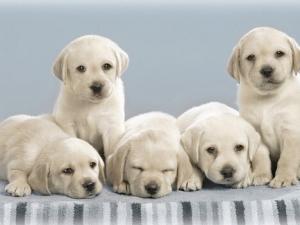 小狗吃什么最好？小狗吃多了怎么辦？