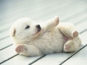 小狗咳嗽怎么回事？小狗發燒的癥狀