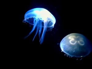 水母怎么養(yǎng)？水母是怎么運(yùn)動(dòng)的？