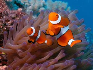 小丑魚怎么養？小丑魚常見疾病如何治療？