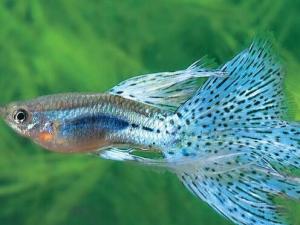 鳳尾魚怎么養？鳳尾魚養殖的注意事項