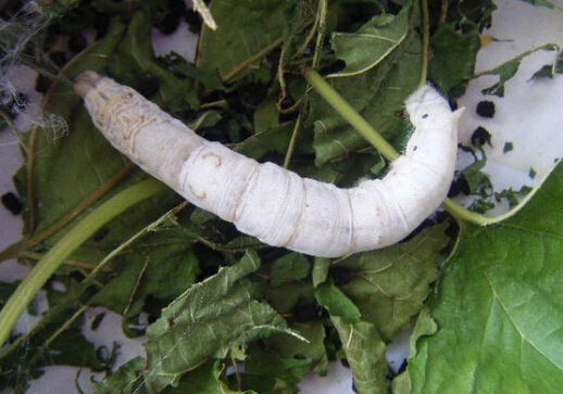 �Q������ô�B�����ι�B�Q������