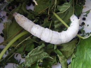 蠶寶寶怎么養？如何喂養蠶寶寶？