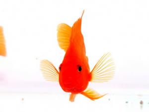 血鸚鵡怎么養？血鸚鵡有什么特性？