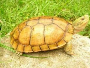 金錢龜?shù)慕榻B-金錢龜怎么養(yǎng)?