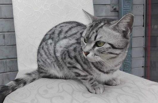 貓咪幾個(gè)月可以吃化毛膏?如何分辨貓腹水和肚子大?