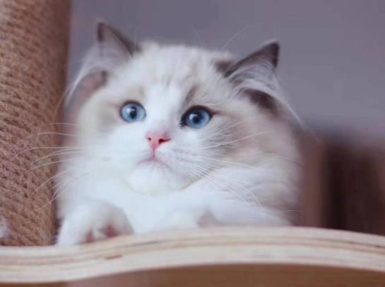 貓咪幾個(gè)月可以吃化毛膏?如何分辨貓腹水和肚子大?