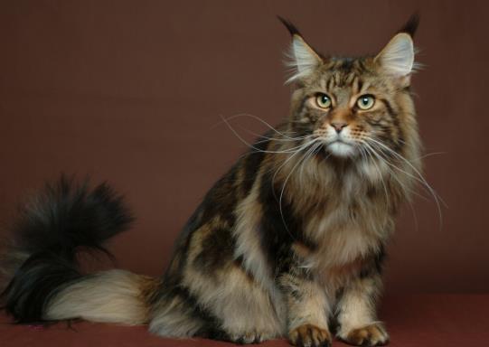 貓咪幾個(gè)月可以吃化毛膏?如何分辨貓腹水和肚子大?