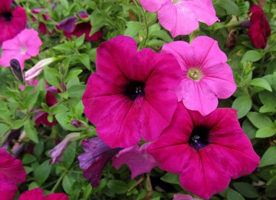 矮牽牛花修剪后怎么養護?矮牽牛卷葉是怎么回事