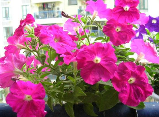 矮牽牛花修剪后怎么養護?矮牽牛卷葉是怎么回事