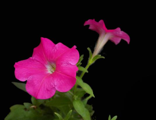 矮牽牛花的種子怎么種?矮牽牛怎么施肥長得旺盛