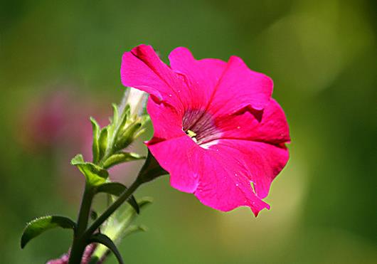 矮牽牛花修剪后怎么養護?矮牽牛卷葉是怎么回事