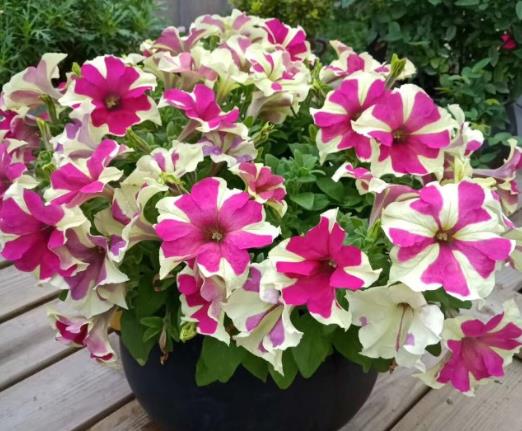 矮牽牛花的種子怎么種?矮牽牛怎么施肥長得旺盛