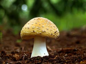 孕婦可以吃蘑菇嗎？孕婦吃蘑菇的食譜