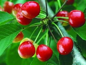 孕婦能吃櫻桃嗎?孕婦吃櫻桃有什么好處