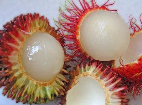 �ЋD�ܳԼtë���᣿�ЋD�Լtë����ʲô��̎