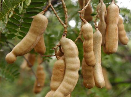 �ЋD�ܳ���ǆ᣿�ЋD�������ʲô��̎