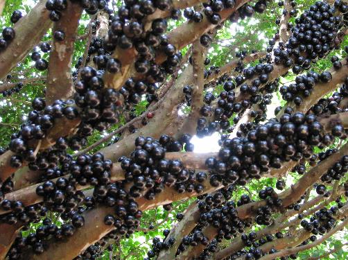 �ЋD�ܳԼΌ����᣿�ЋD�ԼΌ�����ʲô��̎