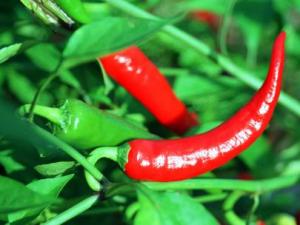 吃辣椒的好處和壞處:7種人最好不要吃辣椒