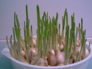 大蒜發(fā)芽了能吃嗎？冬季忌長(zhǎng)期食用大蒜