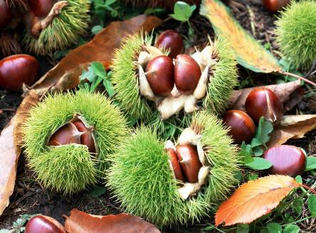 ������x������������ʳ�ý���