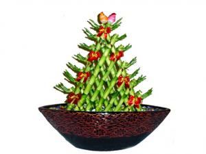 開運(yùn)竹怎么養(yǎng)?開運(yùn)竹養(yǎng)殖常見問題