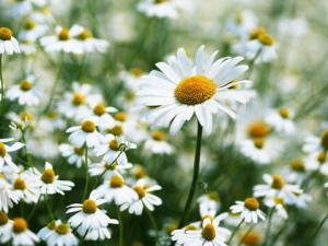 雛菊對家居環(huán)境的影響-雛菊與家居風(fēng)格的搭配