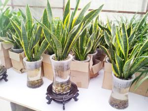 虎皮蘭對(duì)家居環(huán)境的影響-虎皮蘭的風(fēng)水學(xué)應(yīng)用