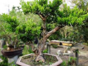 羅漢松對家居環境的影響-羅漢松的風水學應用