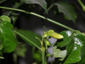 元寶樹對環境的影響-元寶樹的養護方法