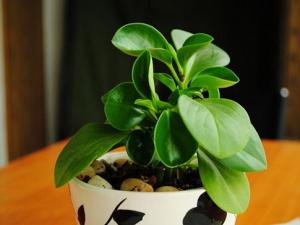 豆瓣綠與家居風格的搭配-豆瓣綠的養(yǎng)殖方法