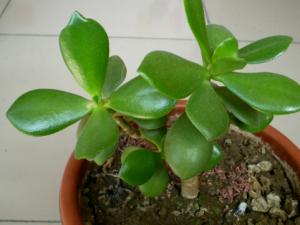 燕子掌的風水學應用-燕子掌的養殖方法