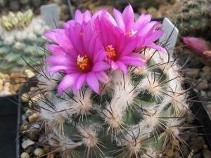 紅梅殿與家居風(fēng)格的搭配-紅梅殿在家居中的作用