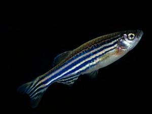 斑馬魚的風水學應用-斑馬魚的品種介紹