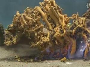 為什么叫法老之蛇？法老之蛇硫氰化汞膨脹反應