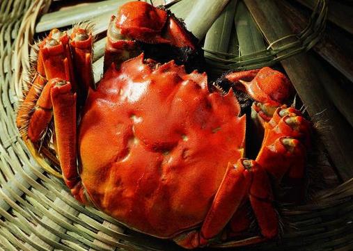 哪些人不能吃大閘蟹?什么人不宜吃大閘蟹