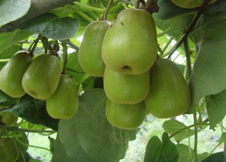 減肥果能減肥嗎？減肥果的營養(yǎng)價值、功效與作用