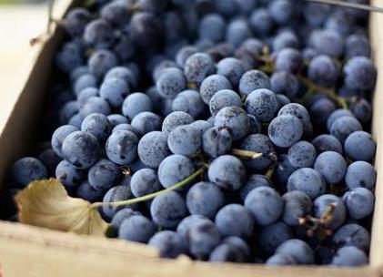 黑加侖的營養(yǎng)價值-黑加侖的功效與作用