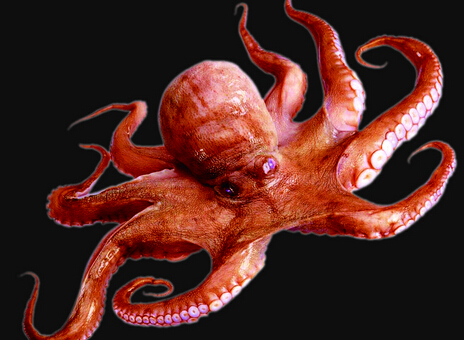 烏賊和章魚的區別-章魚的品種