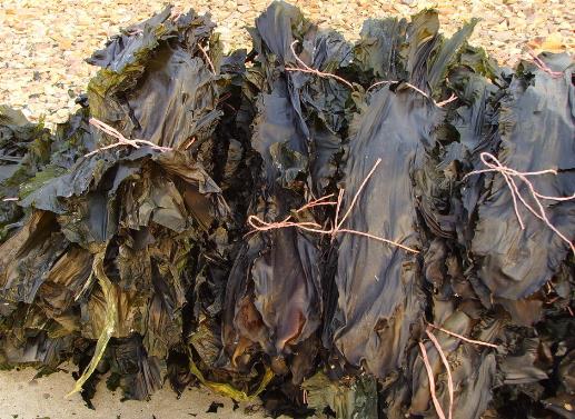 如何挑選干海帶?干海帶的挑選方法