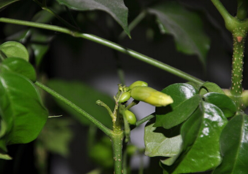 元寶樹對環(huán)境的影響-元寶樹的養(yǎng)護方法