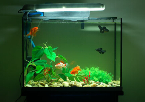 魚缸的擺放風(fēng)水-魚缸與風(fēng)水的關(guān)系